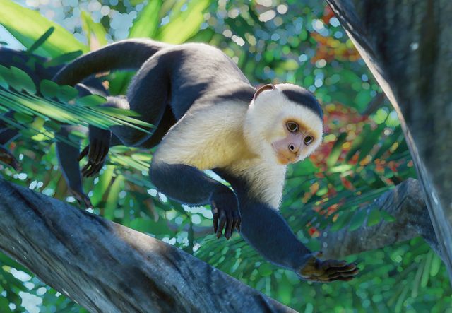 Colombian White-Faced Capuchin Monkey