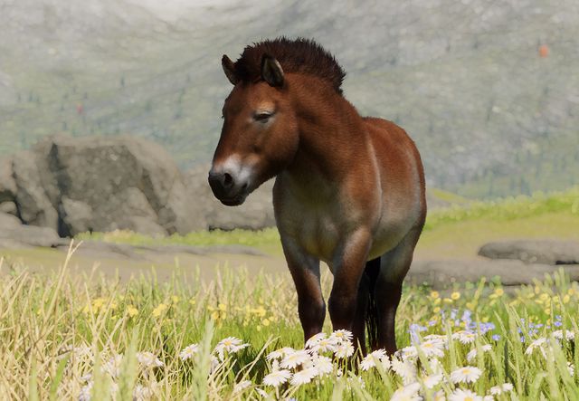 Przewalski`s Horse